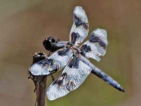 Eight-spotted Skimmer (Libellula forensis)