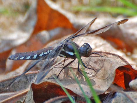 Eight-spotted Skimmer (Libellula forensis)