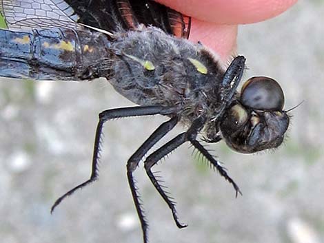 Eight-spotted Skimmer (Libellula forensis)