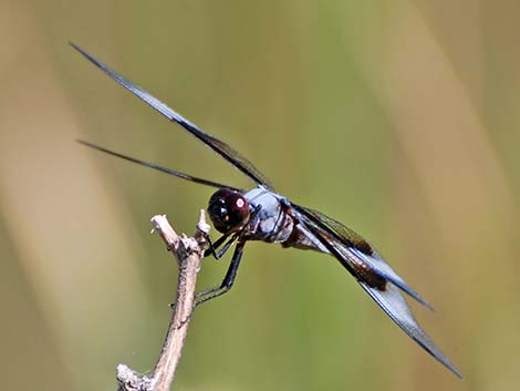 Widow Skimmer (Libellula luctuosa)