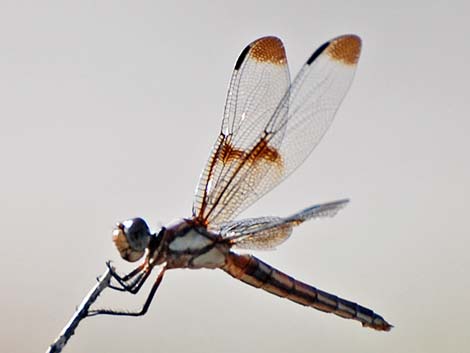 Widow Skimmer (Libellula luctuosa)