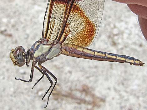 Widow Skimmer (Libellula luctuosa)