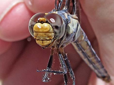 Widow Skimmer (Libellula luctuosa)