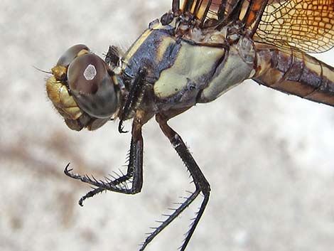 Widow Skimmer (Libellula luctuosa)