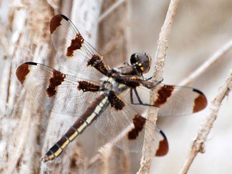 Twelve-spotted Skimmer (Libellula pulchella)