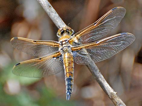 Four-spotted Skimmer (Libellula quadrimaculata)