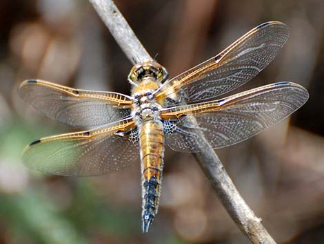 Four-spotted Skimmer (Libellula quadrimaculata)