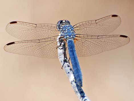 Blue Dasher (Pachydiplax longipennis)