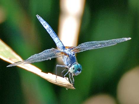 Henderson Bird Viewing Preserve