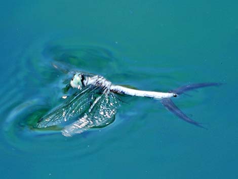 Blue Dasher (Pachydiplax longipennis)