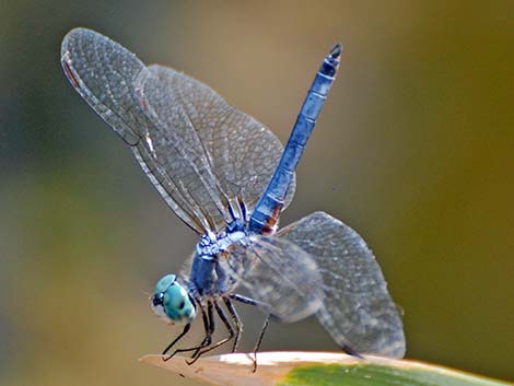 Blue Dasher (Pachydiplax longipennis)