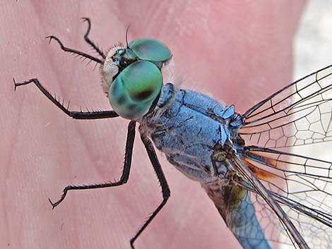 Blue Dasher (Pachydiplax longipennis)