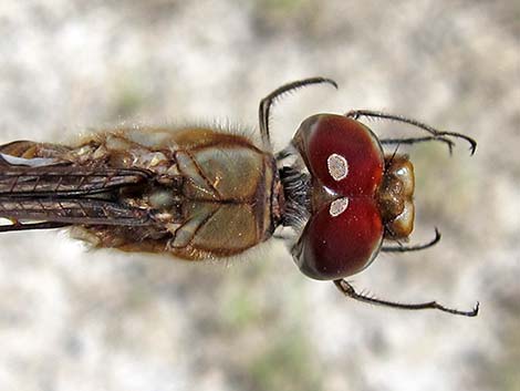 Spot-winged Glider (Pantala hymenaea)