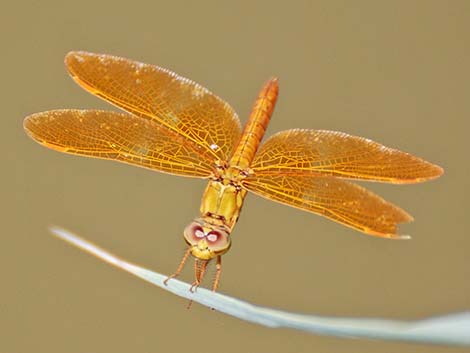 Mexican Amberwing (Perithemis intensa)