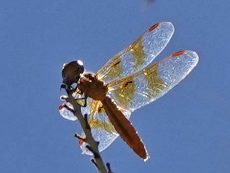 Mexican Amberwing (Perithemis intensa)