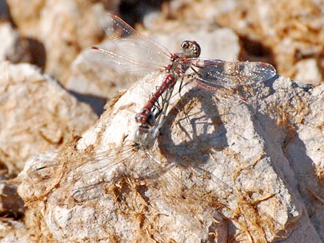 Variegated Meadowhawk (Sympetrum corruptum)