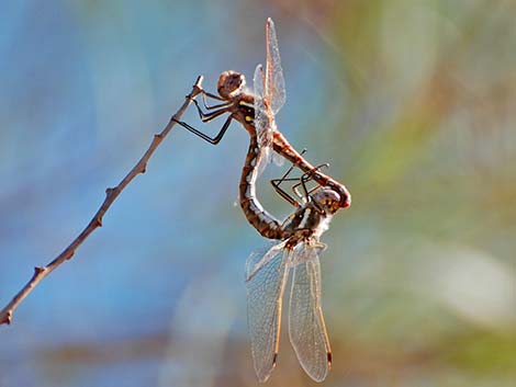 Variegated Meadowhawk (Sympetrum corruptum)