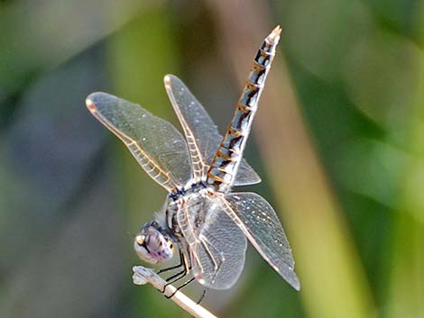 Variegated Meadowhawk (Sympetrum corruptum)