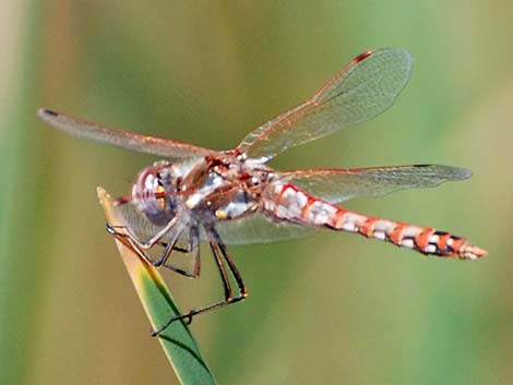 Variegated Meadowhawk (Sympetrum corruptum)