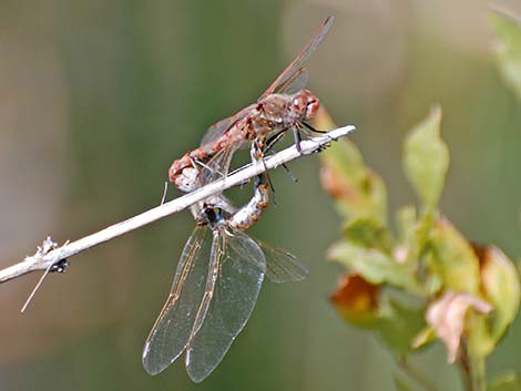 Variegated Meadowhawk (Sympetrum corruptum)