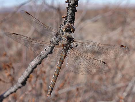 Variegated Meadowhawk (Sympetrum corruptum)