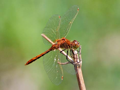 White-faced Meadowhawk (Sympetrum obtrusum)