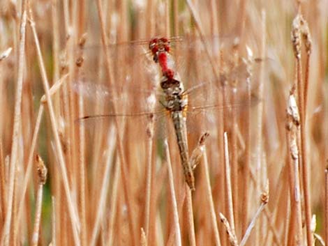 Striped Meadowhawk (Sympetrum pallipes)