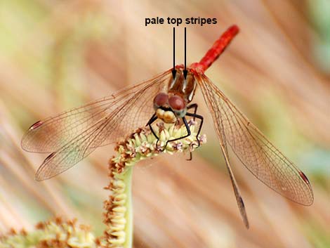 Striped Meadowhawk (Sympetrum pallipes)