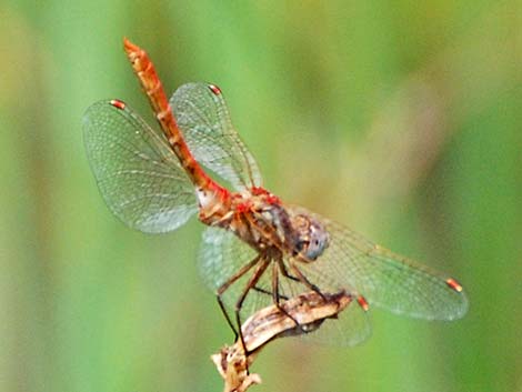 Striped Meadowhawk (Sympetrum pallipes)