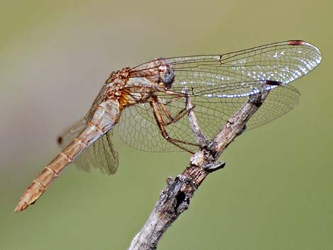 Striped Meadowhawk (Sympetrum pallipes)