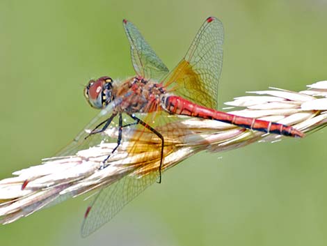 Band-winged Meadowhawk (Sympetrum semicinctum)