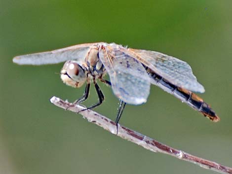 Band-winged Meadowhawk (Sympetrum semicinctum)