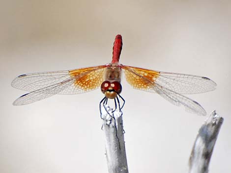 Band-winged Meadowhawk (Sympetrum semicinctum)