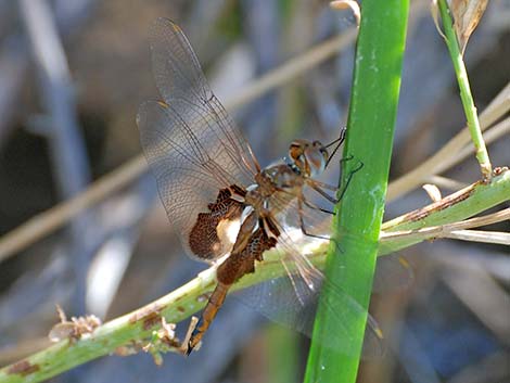 Red Saddlebag (Tramea onusta)