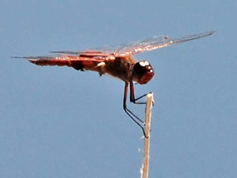 Red Saddlebags (Tramea onusta)