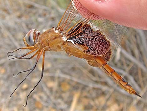 Red Saddlebag (Tramea onusta)