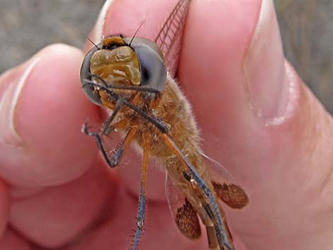 Red Saddlebag (Tramea onusta)