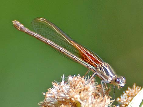 American Rubyspot (Hetaerina americana)