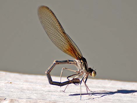 American Rubyspot (Hetaerina americana)