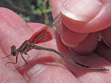 American Rubyspot (Hetaerina americana)