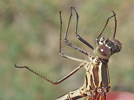 American Rubyspot (Hetaerina americana)