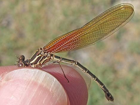 American Rubyspot (Hetaerina americana)