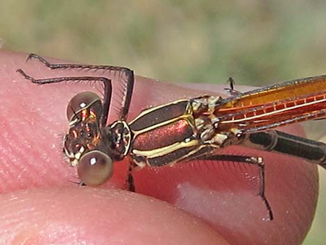 American Rubyspot (Hetaerina americana)