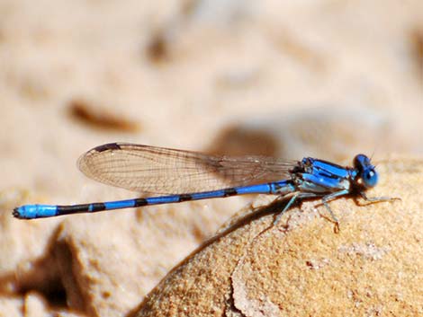 California Dancer (Argia agrioides)