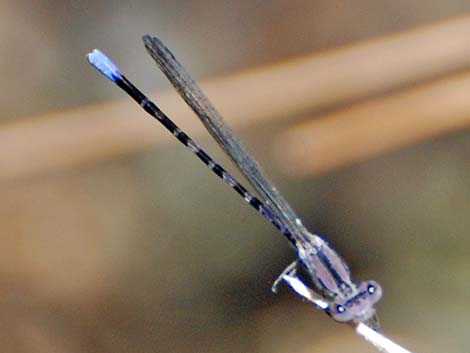 Kiowa Dancer (Argia immunda)