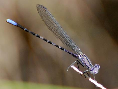 Kiowa Dancer (Argia immunda)