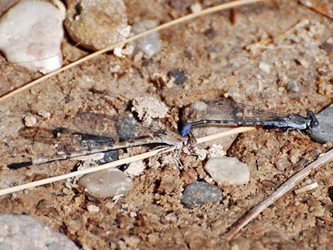 Kiowa Dancer (Argia immunda)