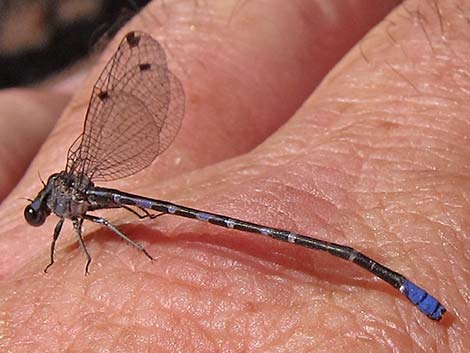 Kiowa Dancer (Argia immunda)