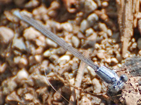 Powdered Dancer (Argia moesta)