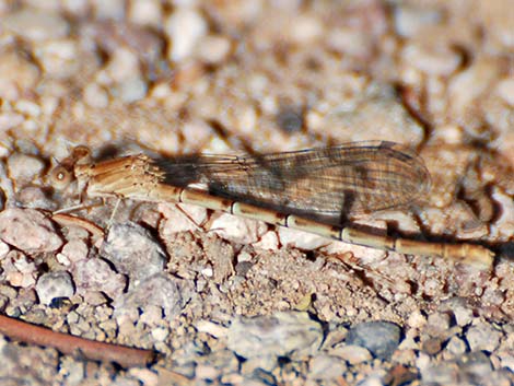 Powdered Dancer (Argia moesta)